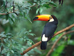 pretty Peru man  from Lima PE319