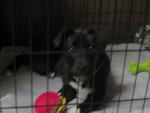 delightful United States girl  from San Diego US9259